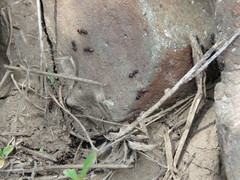 Crematogaster nigriceps