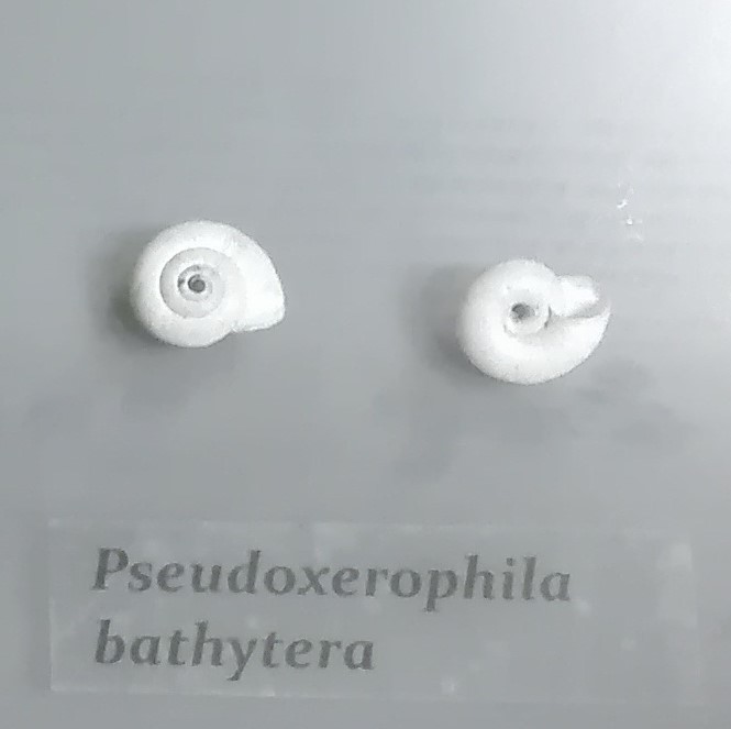 Pseudoxerophila