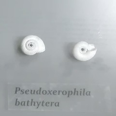 Pseudoxerophila bathytera