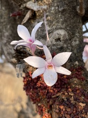 Dendrobium barbatulum