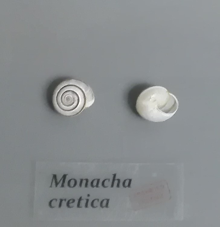 Cretan Nun Snail