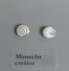 Monacha cretica