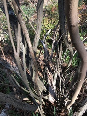 Ungnadia speciosa