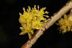 Lindera obtusiloba