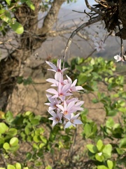 Dendrobium barbatulum