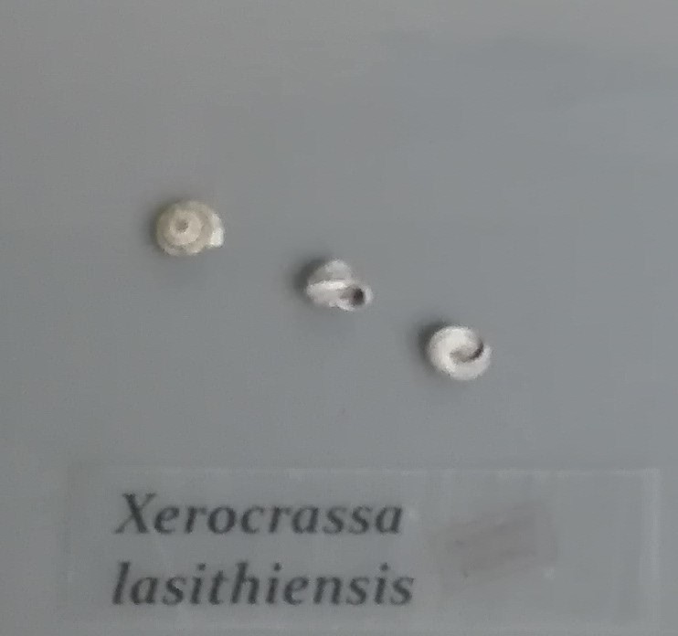 Xerocrassa lasithiensis