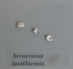 Xerocrassa lasithiensis
