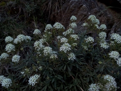 Hormathophylla halimifolia