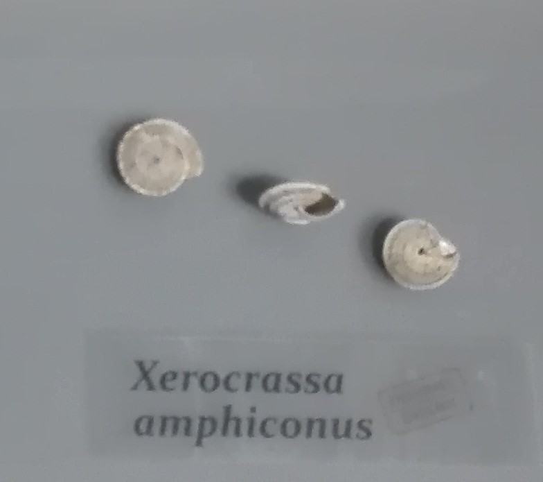 Xerocrassa amphiconus