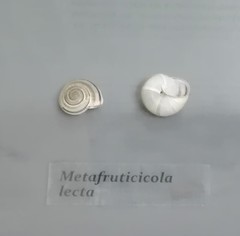 Metafruticicola sublecta
