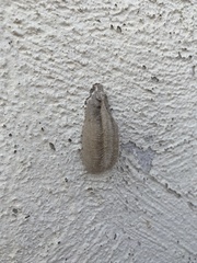 Mantis religiosa