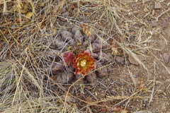Eriosyce curvispina mutabilis