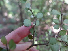 Melicytus micranthus