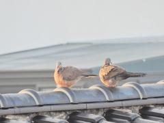 Streptopelia chinensis