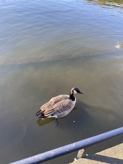 Branta canadensis
