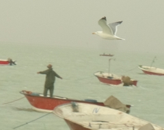 Larus fuscus barabensis