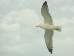 Larus fuscus barabensis