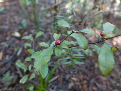 Alseuosmia banksii banksii