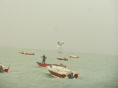 Larus fuscus barabensis