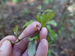 Alseuosmia banksii banksii