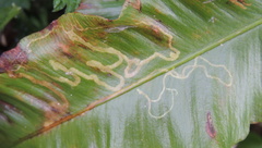 Phytomyza scolopendri