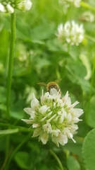 Apis mellifera