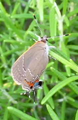 Satyrium favonius