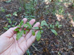 Alseuosmia banksii banksii