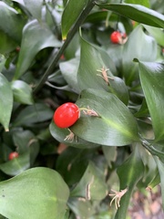 Ruscus hypophyllum