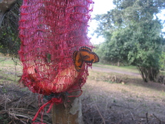 Byblia anvatara acheloia