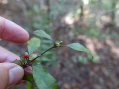 Alseuosmia banksii banksii