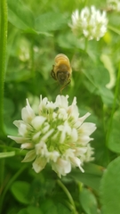 Apis mellifera