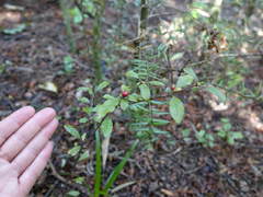 Alseuosmia banksii banksii
