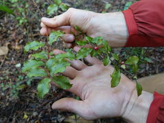 Alseuosmia banksii banksii
