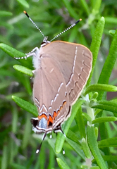 Satyrium favonius