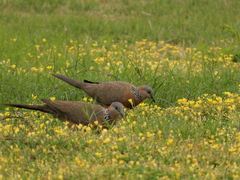 Streptopelia chinensis