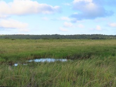 Hylambates maculatus