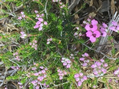 Erica umbellata