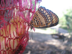 Byblia anvatara acheloia