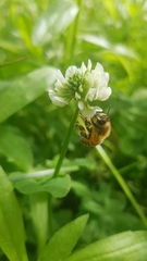 Apis mellifera