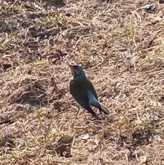 Turdus pilaris