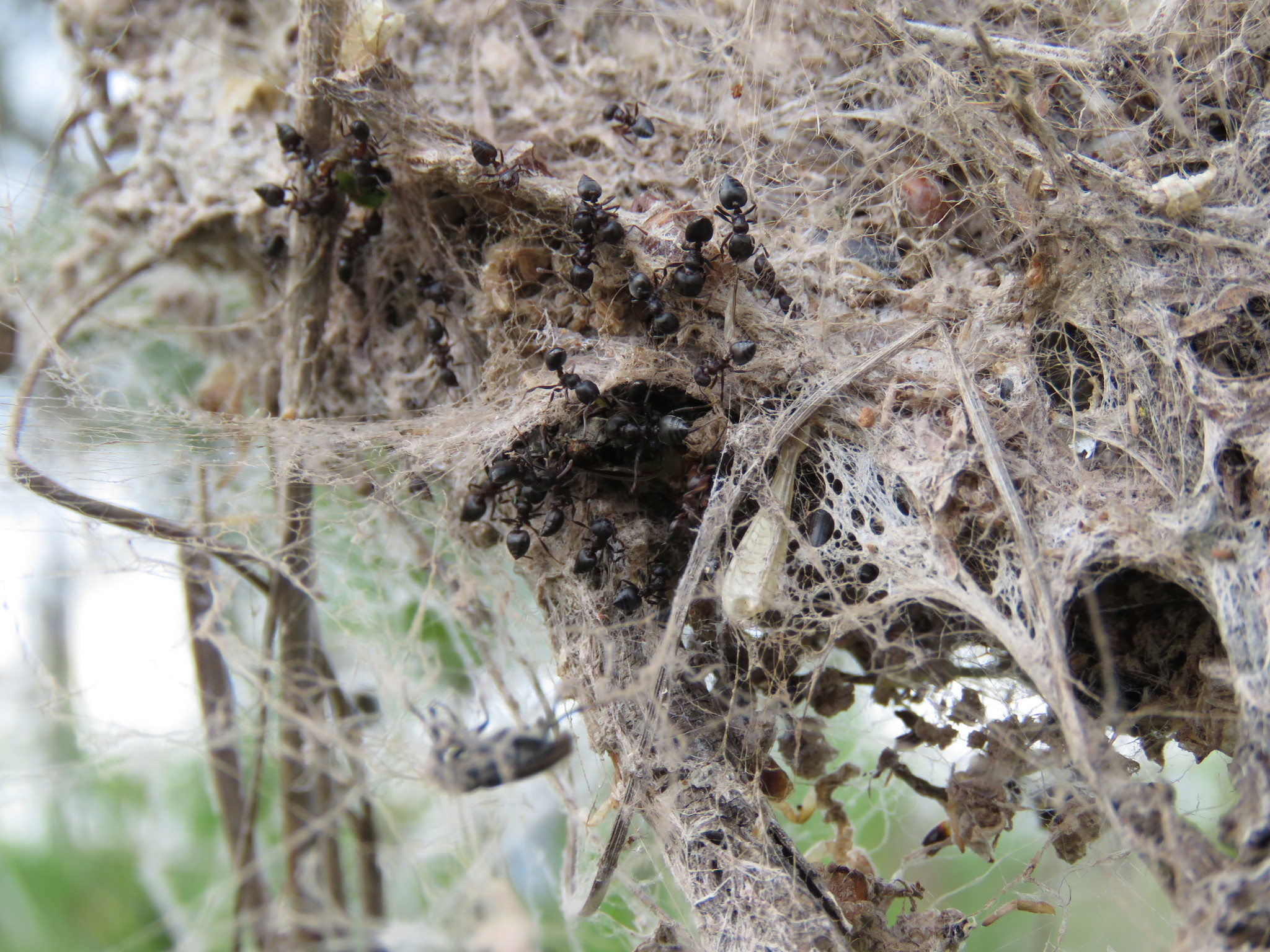 Crematogaster sjostedti
