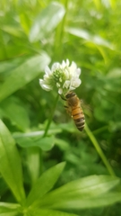 Apis mellifera