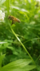 Apis mellifera