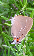 Satyrium favonius