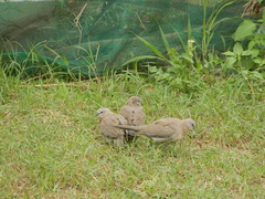 Streptopelia chinensis