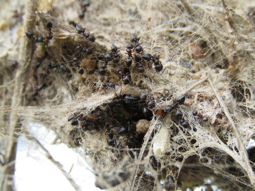 Crematogaster sjostedtiCrematogaster sjostedti