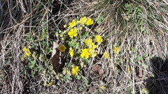 Potentilla incana