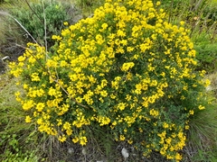 Coronilla valentina glauca