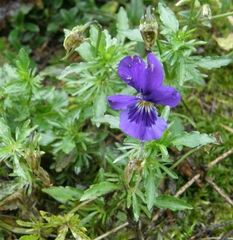 Viola declinata